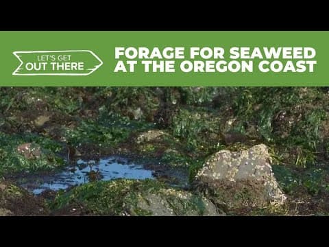 Oregon Coast offers seaweed foraging
