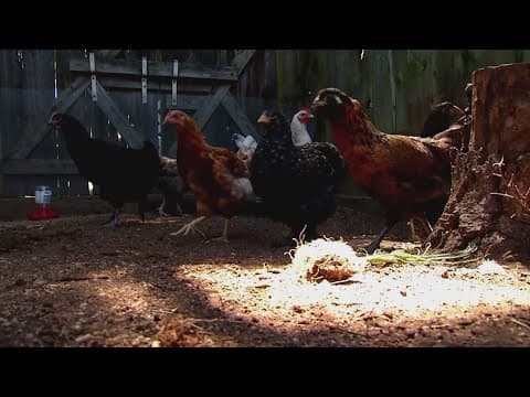 Livestock sales rise over egg prices