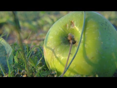 Limited apple picking in Julian as orchards deal with 'catastrophe' caused by storms