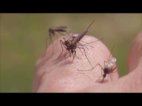 Harris County health officials mark start of mosquito season