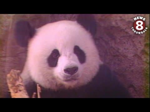 People lined up to see Giant Pandas at the San Diego Zoo in 1988