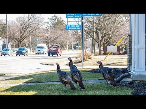'Hilliard Turkey Gang' not going anywhere, city says