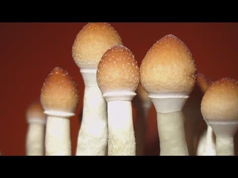 State campaign would decriminalize 'Magic Mushrooms'