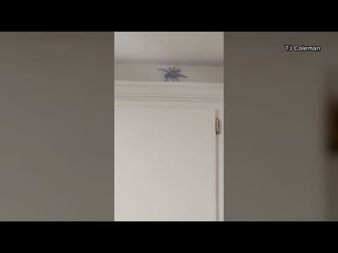 Tarantulas taking over Central Texas