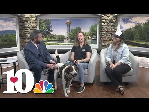 Meet the Pet of the Week: Manny