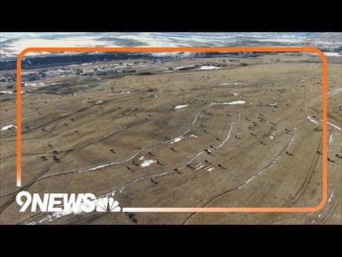 Stockgrowers urge Colorado to remove wolves that killed cattle