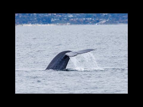Chasing blue whales off the coast of Oceanside