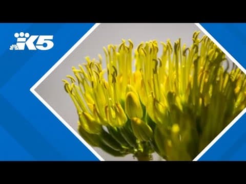 Rare agave plant in full bloom after nearly 20 years at Tacoma zoo