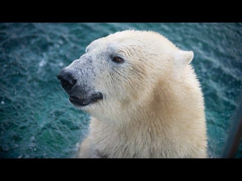 Beloved Columbus Zoo polar bear Anana euthanized after health rapidly declines