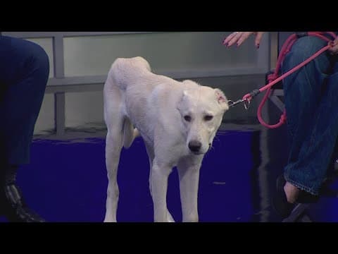 Tailwaggers: Meet Lobo