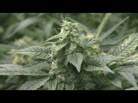 California regulators recall some cannabis products due to toxic chemicals