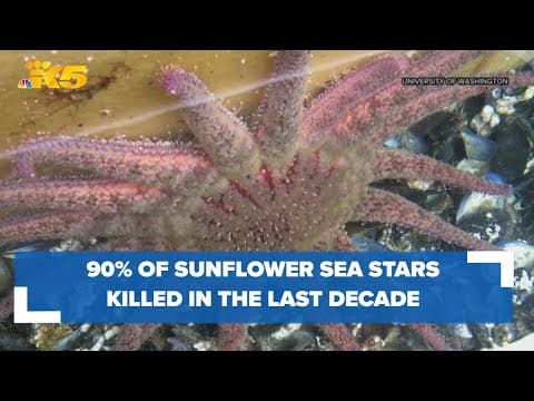 NOAA proposes listing sunflower sea stars as 'threatened' under endangered species act