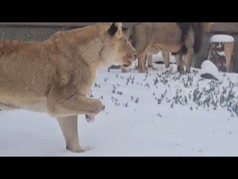 Animals at the Houston Zoo frolic in the snow during rare southern snowstorm