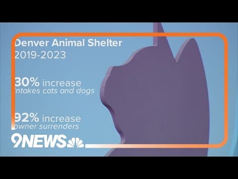 Influx of animals arriving at Denver Animal Shelter