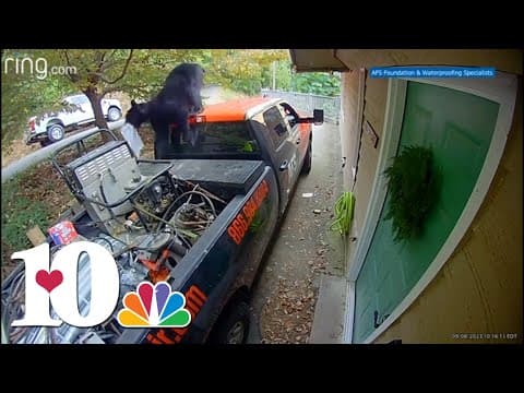 Black bear leaves service truck with employee's lunch