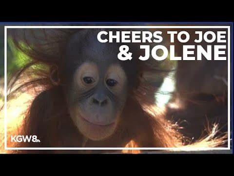 Oregon Zoo partners with Wine by Joe to celebrate baby orangutan's birthday