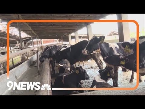 Colorado requiring dairy farms to test milk supplies for bird flu