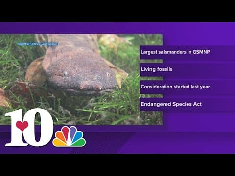 Hellbender Salamander proposed for Endangered Species Act protection