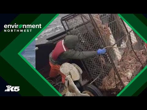 Bering Sea snow crabbing season begins after 2 years of cancellations