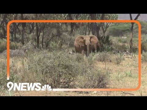 African elephants call each other by unique names, new study shows