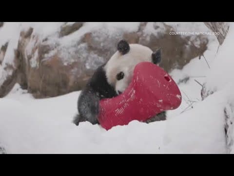 For Washington, D.C., one more day until pandas