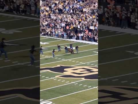 Colorado mascot Ralphie VII makes 3rd run of her career on Sept. 27, 2025