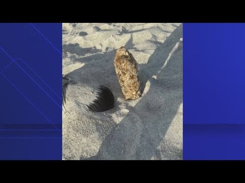 Possible WWI device discovered at Indian Rocks Beach