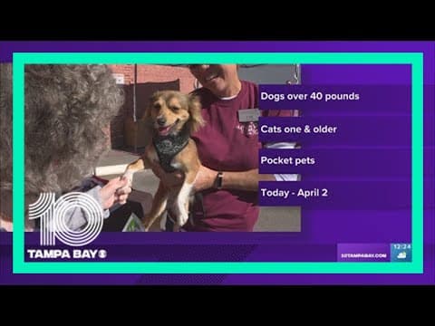 Humane Society of Tampa Bay's 'Name Your Price' adoption week starts Monday
