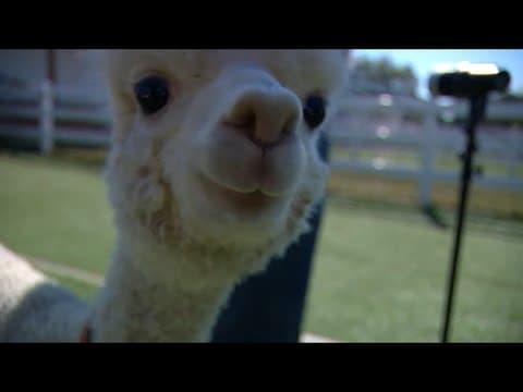 Alpaca surprises baristas at Starbucks