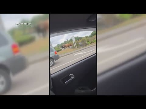 8 rodeo bulls escape in Massachusetts