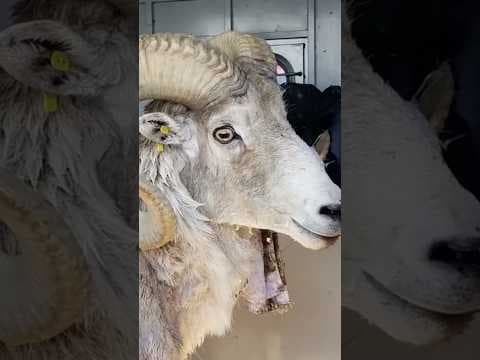 81-year-old man sentenced for cloning giant sheep and breeding it