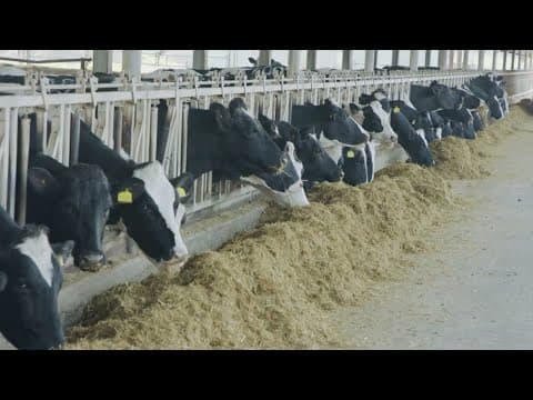 FDA says Bird Flu is not making it into milk being sold in stores