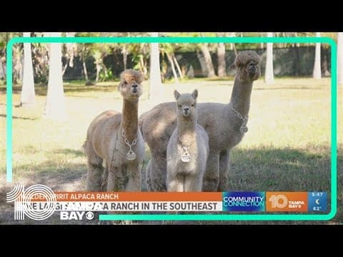 Community Connection: Largest alpaca ranch in southeast U.S. located in Odessa, Florida