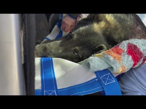 Indy, dog trapped in 60 foot hole for hours, begins road to recovery