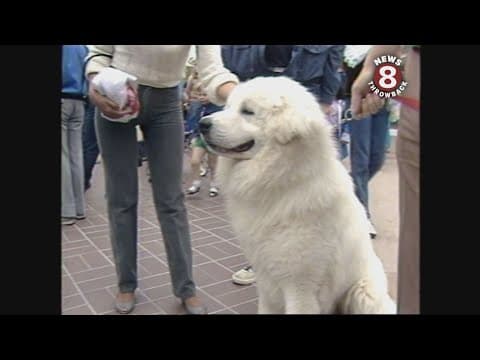Dogs audition in San Diego 1985