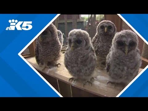 Lawmakers call for barred owl plan to end