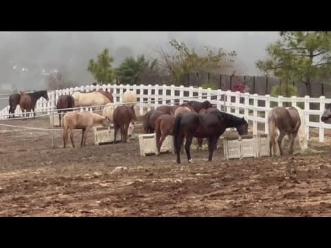 Second horse found dead at Rancho Santa Fe property investigated by San Diego County