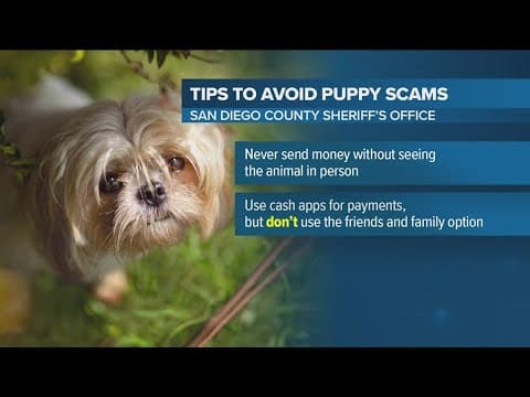 Beware of puppy scams in San Diego County