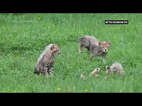 Richmond, Virginia zoo announces birth of six cheetah cubs