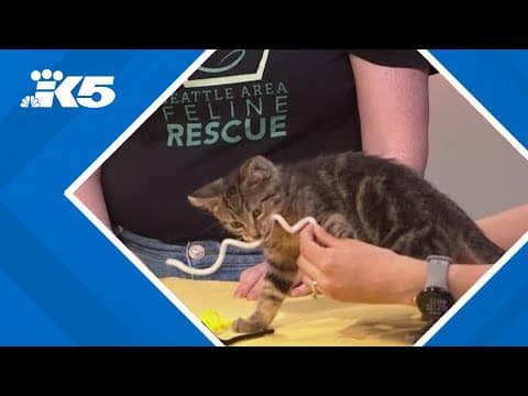 'Kitten season' prompts fundraiser and awareness around Seattle-area abandoned litters