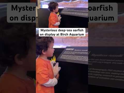 Oarfish aquarium exhibit now on display at Birch Aquarium in San Diego. #sea #fish #mythology
