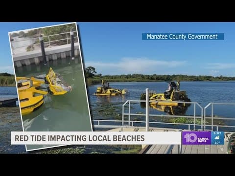 Red tide impacting Tampa Bay area beaches