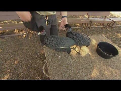 Zoo Day | Guinea fowl