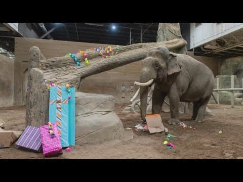Longtime Columbus Zoo elephants transferring to new zoo this summer