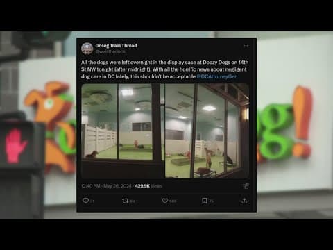 Doozydog! Club manager responds to accusations that dogs were left overnight in a display case