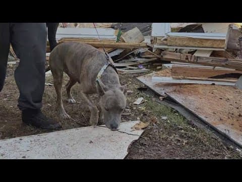 Dog recovered safely 6 days after Haymarket house explosion