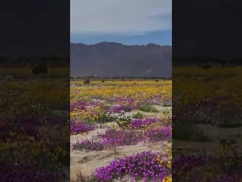 Biggest wildflower bloom in years hits Anza Borrego Desert
