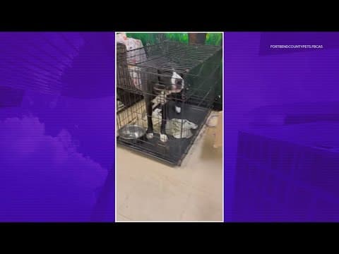 Fort Bend County animal shelter beyond capacity, forced to crate pets in hallways