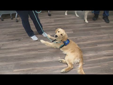 ICAN 'Puppy Love Valentines' is back