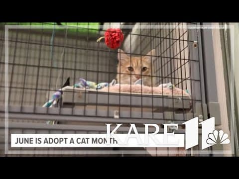 Adopt a Cat Month with Ruff Start Rescue